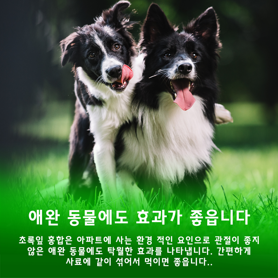 초록입 홍합 캡슐